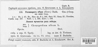 Peronospora effusa image